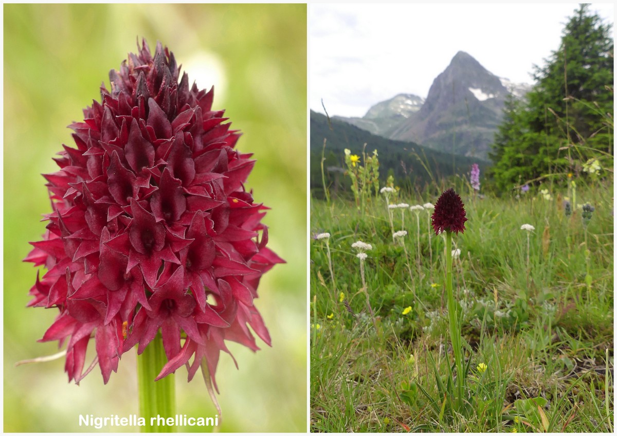 Gymnadenia nigra; Orchidaceae (?)